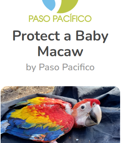 Donate to Protect Macaws